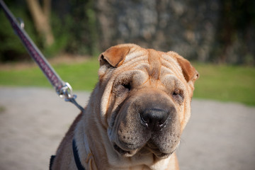sharpei dog portrait