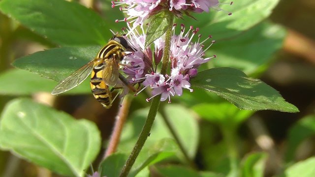 Wasserminze - Mentha aquatica - 2 Szenen