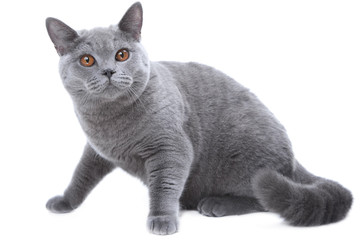 young British blue cat sitting on isolated white - 35204968