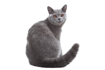 young British blue cat sitting on isolated white - 35204974