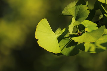 Obraz premium イチョウ