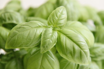basil