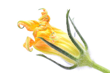 Fresh flower zucchini on white isolated background