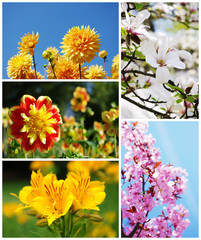 Collage with beautiful flowers