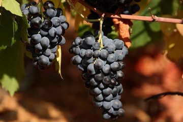 Fototapeta premium raisin noir