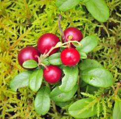 Cowberry.