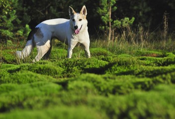 Dog in forest.
