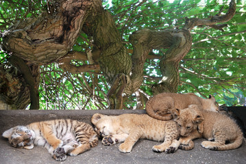 sleeping  young tigers
