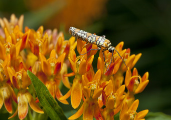 Obraz premium Ailanthus webworm, Atteva aurea