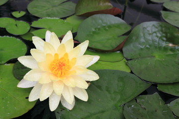 Beautiful Lotus (Water Lily)
