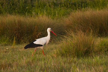 Cigogne blanche (.Ciconia ciconia - White Stork) dans le marais