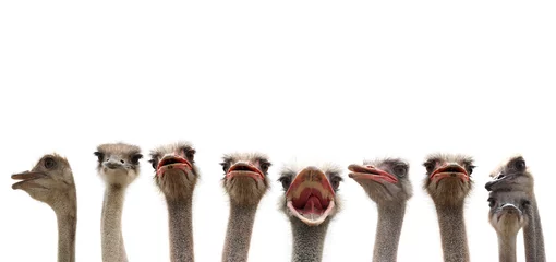 Zelfklevend Fotobehang Struisvogel grappige struisvogels