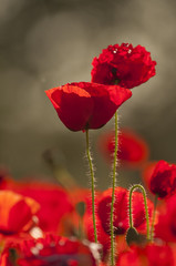 Naklejka premium Coquelicots (Papaver rhoeas)dans un champ de céréales (blé /