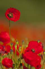 Coquelicots (Papaver rhoeas)dans un champ de céréales (blé /