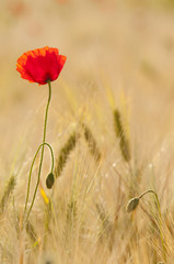 Naklejka premium Coquelicots (Papaver rhoeas)dans un champ de céréales (blé /
