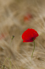 Coquelicots (Papaver rhoeas)dans un champ de céréales (blé /