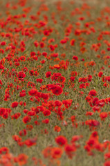 Coquelicots (Papaver rhoeas)dans un champ de céréales (blé /