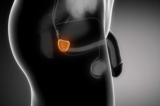 Human prostate antomy with penis parts
