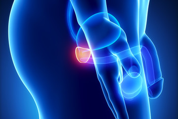 Male prostate anatomy lateral view