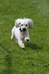 Weisser Pudel bei einem Hunderennen