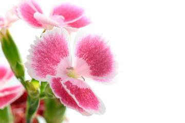 Dianthus / Gift Flower