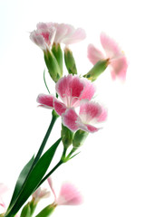 Fototapeta na wymiar Dianthus / Gift Flower