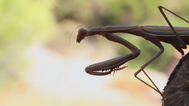 Praying mantis
