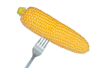 big corn cob with fork isolated on white background