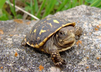 Baby (neonate) Ornate Box Turtle, Terrepene ornata