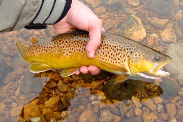 Catch and Release Fly Fishing, Brown Trout - obrazy, fototapety, plakaty