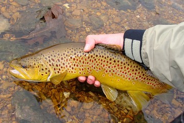 Releasing Beautiful Brown Trout, Fly Fishing