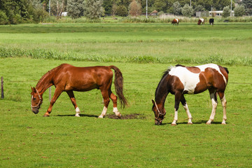 Naklejka na ściany i meble Two horses grazing on grassland