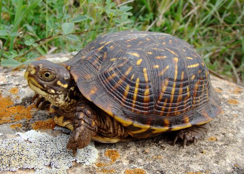 Baby Ornate Box Turtle, Terrepene ornata