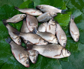 Fish