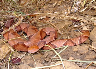 Osage Copperhead, Agkistrodon contortrix phaeogaster
