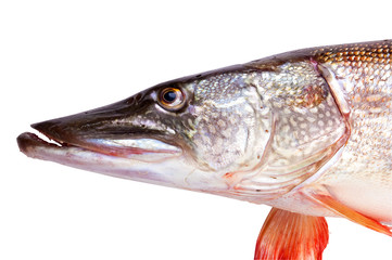 fish pike