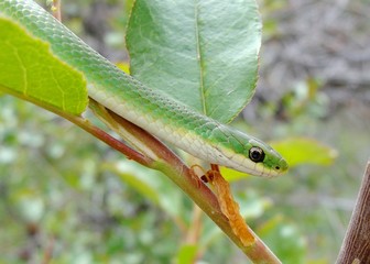 Smooth Green Snake, Liochlorophis vernalis on a tree branch