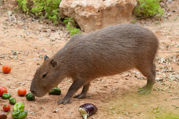 Capybara