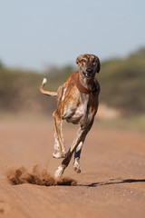 A greyhound running full speed