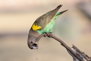 Drinking parrot