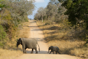 Fototapeta premium A baby elephant following its mother