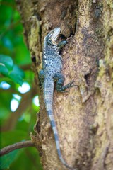 Iguana, Costa Rica