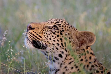 Deurstickers Panter leopard face