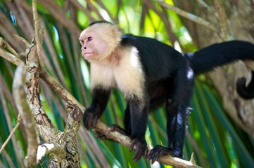 Capucin Monkey, Costa Rica