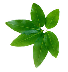 Beautiful green leaves isolated on white