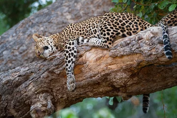 Foto op Plexiglas Slapende luipaarden © Villiers