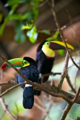 Tucan from Costa Rica