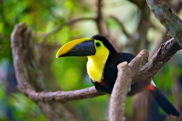 Toucan, Costa Rica