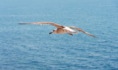 Fototapeta na wymiar Seagull on sea background.