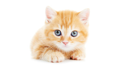 Fototapeta na wymiar Brytyjski krótkowłosy kitten Kot samodzielnie